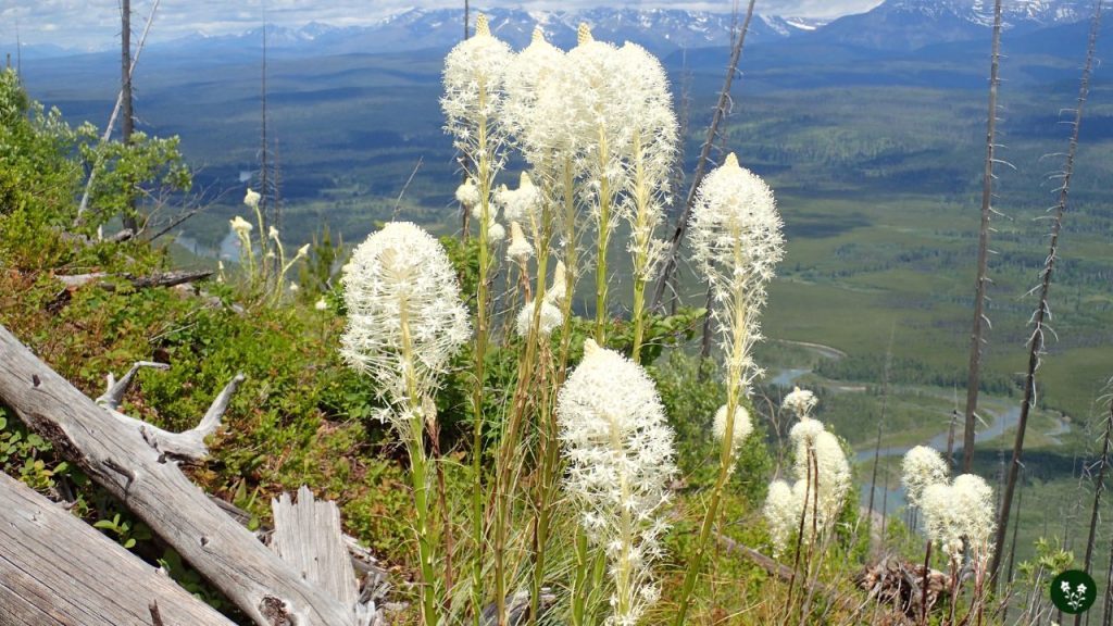 mountain flowers Beargrass