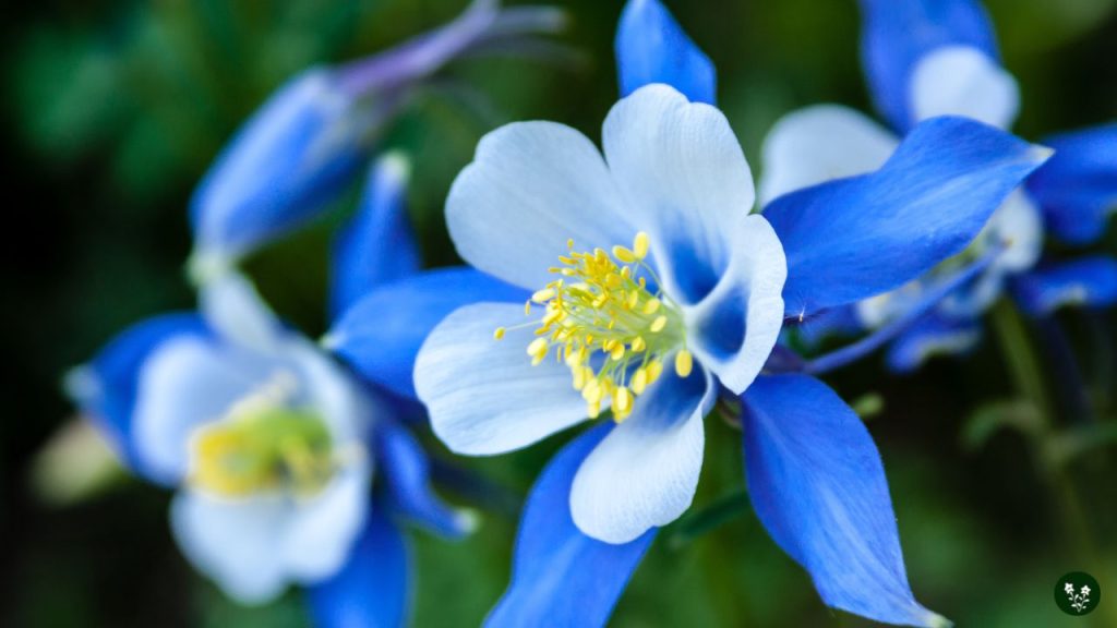mountain flowers Blue Columbine