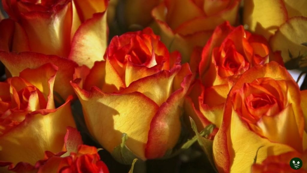 red tipped yellow rose meaning - love, joy