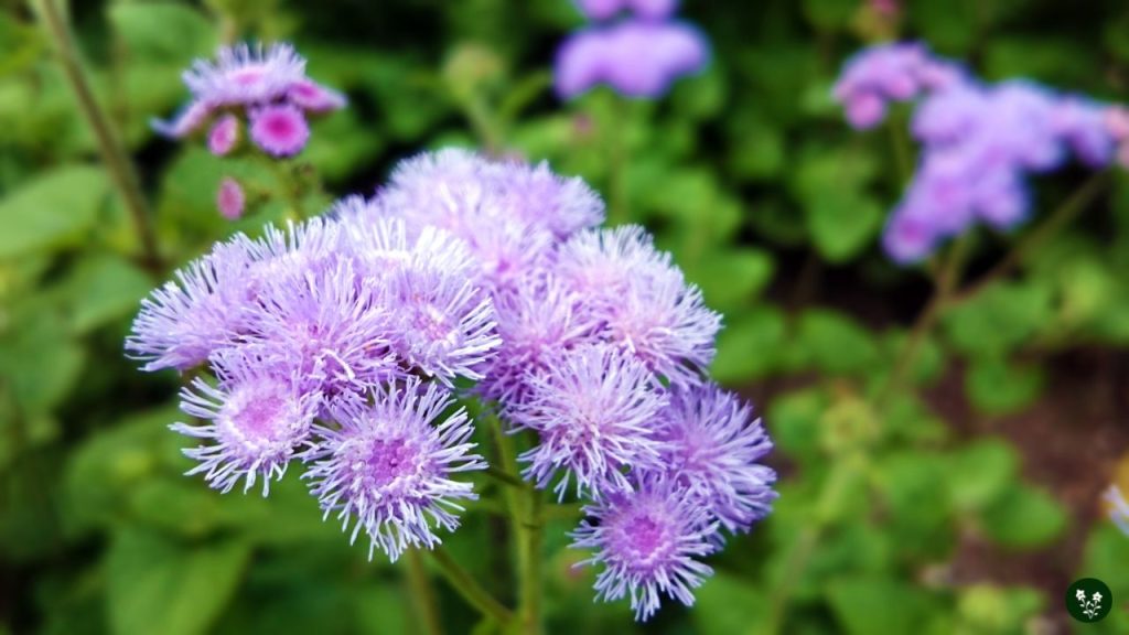 Ageratum houstonianum easy grow at home