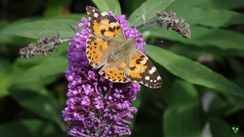Buddleia davidii butterfly blush flower at home