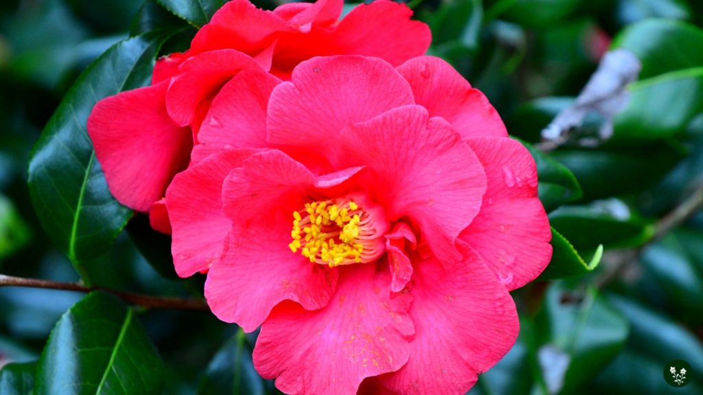 Camellia japonica beautiful flower grow at home