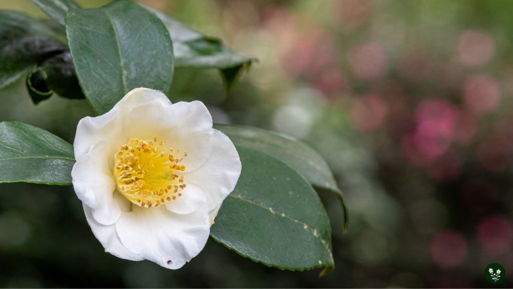 Camellia sinensis chinese flower