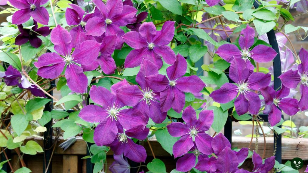 Clematis flower grow at home