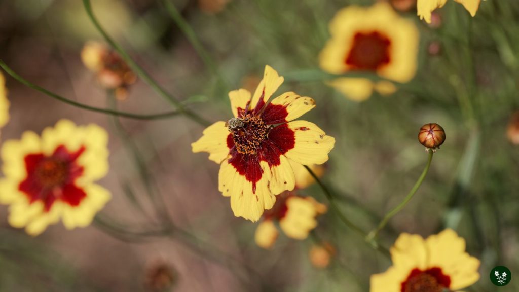 Coreopsis flower grow at home