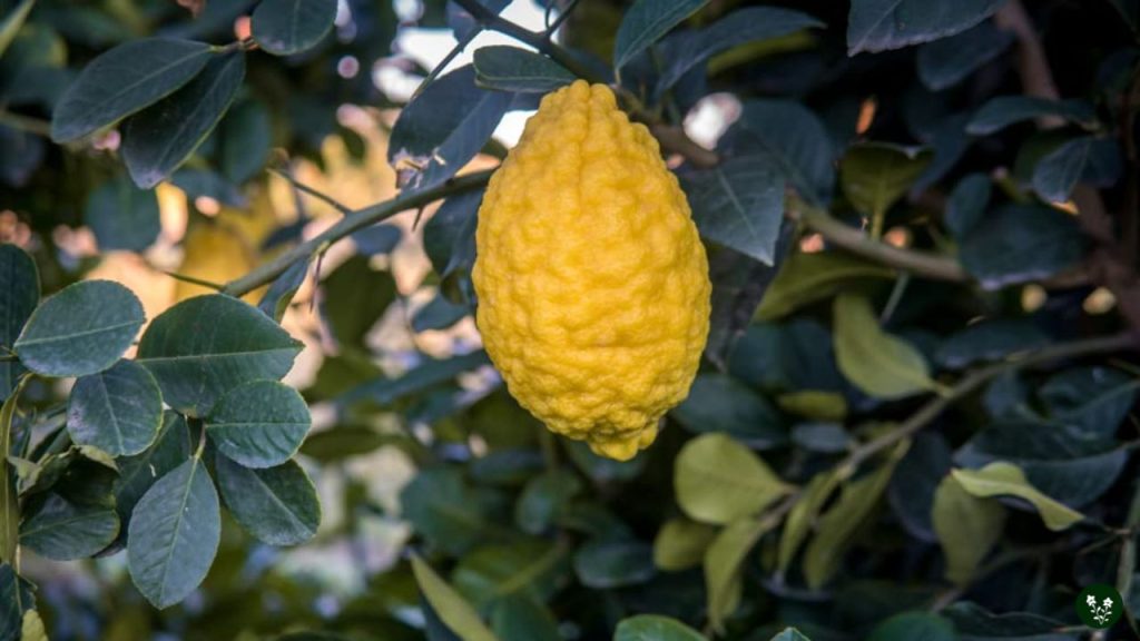 Dorshapo Lemon