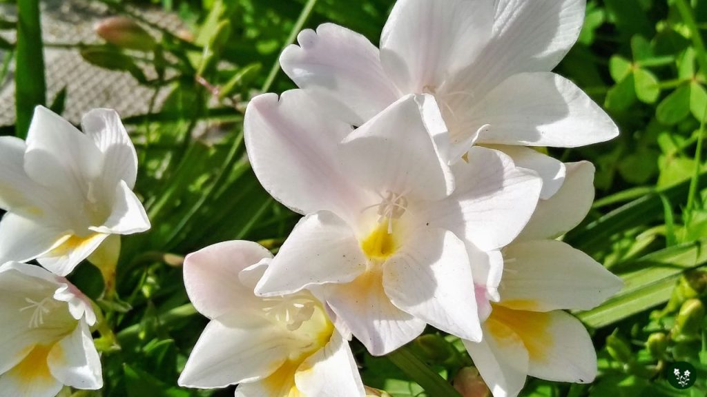 Freesia refracta white fragrance flower