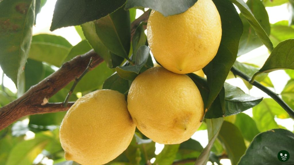 Genoa Lemon