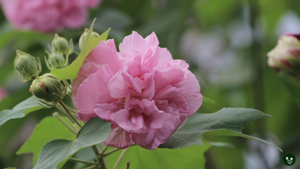 Hibiscus mutabilis cotton rose chinese flower
