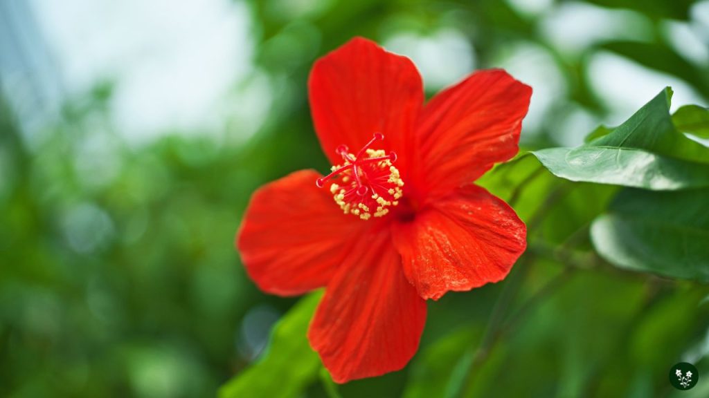 Hibiscus rosa-sinensis chinese flower