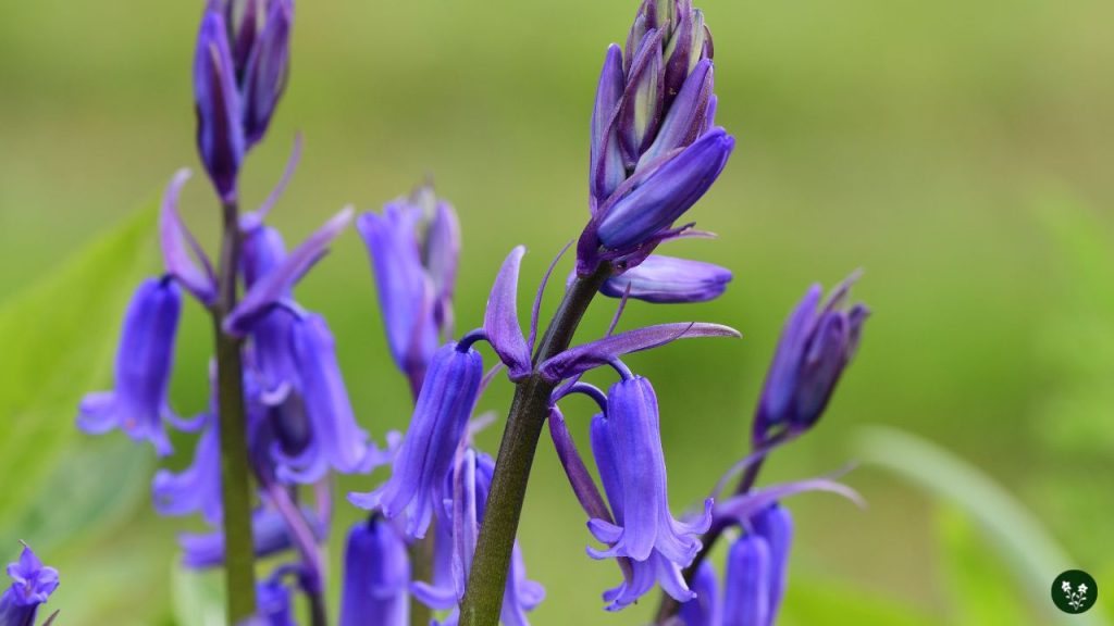 Hyacinthoides non-scripta bluebell fragrant flowers
