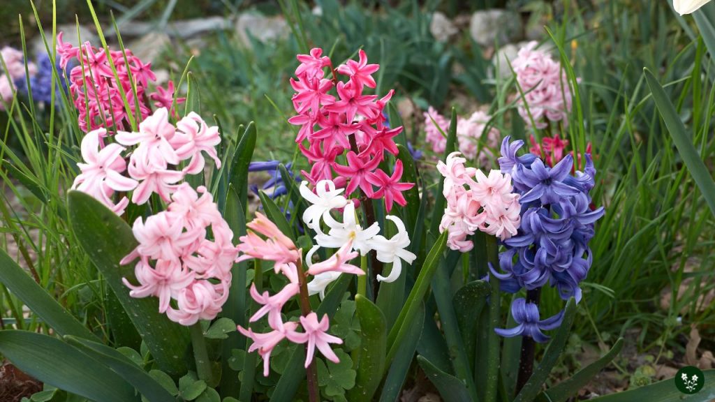 Hyacinthus orientalis fragrance flower