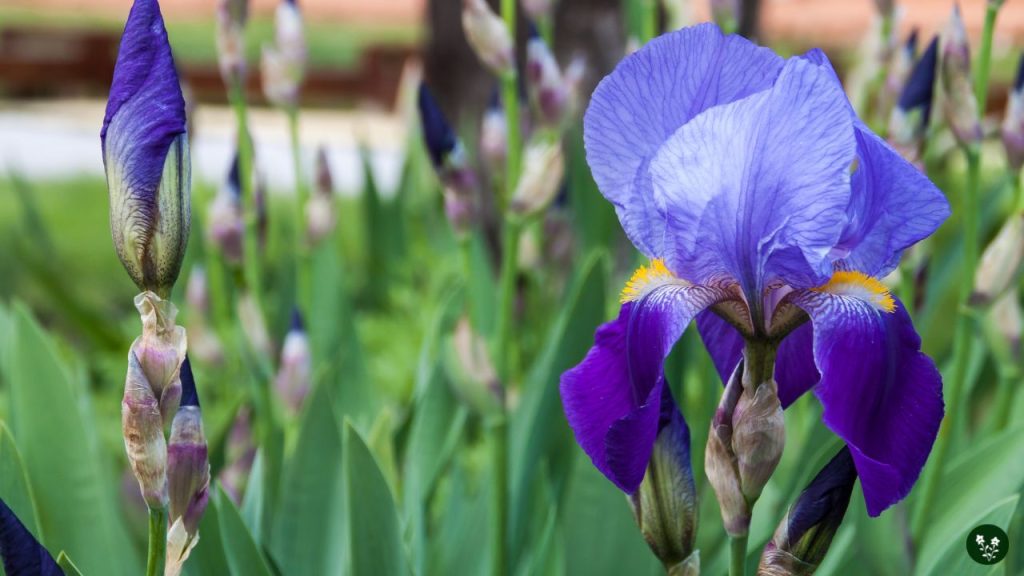 Iris germanica types of flower