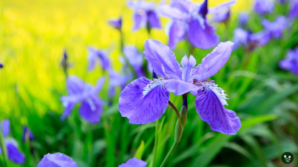 Iris spp. chinese flower