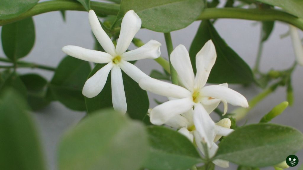 Jasminum spp. chinese flower