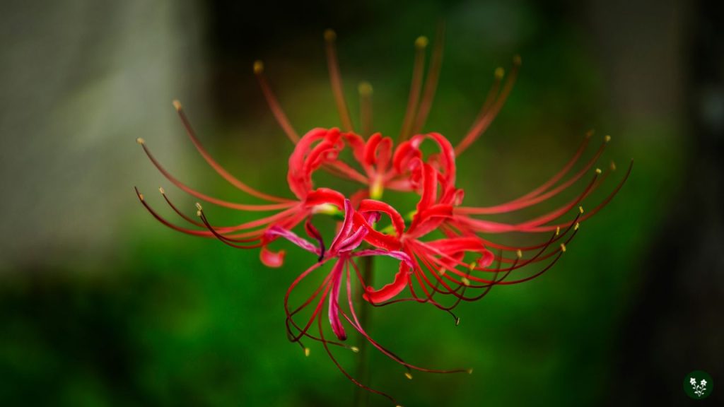 Lycoris radiata chinese flower