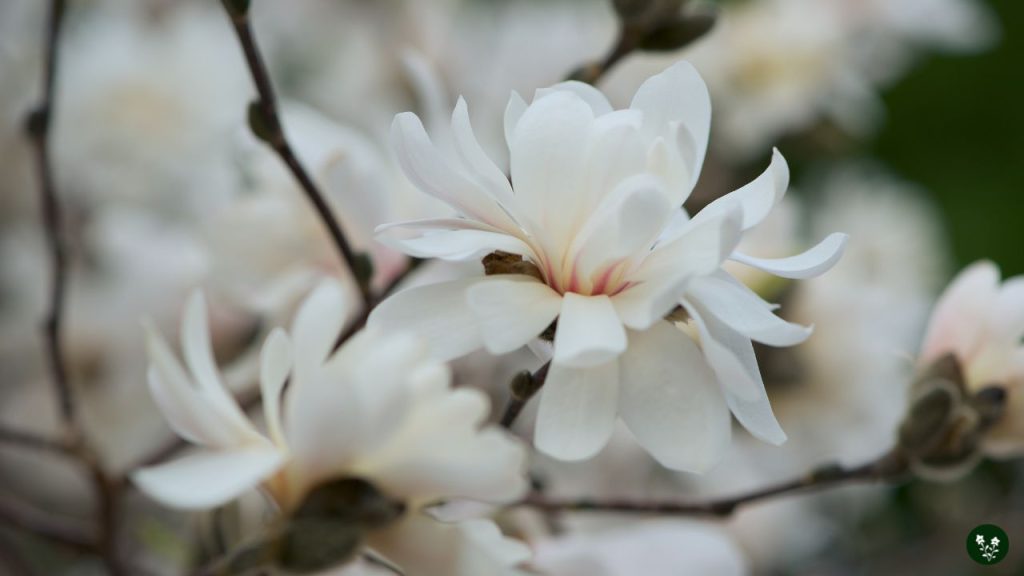 Magnolia spp. chinese flower