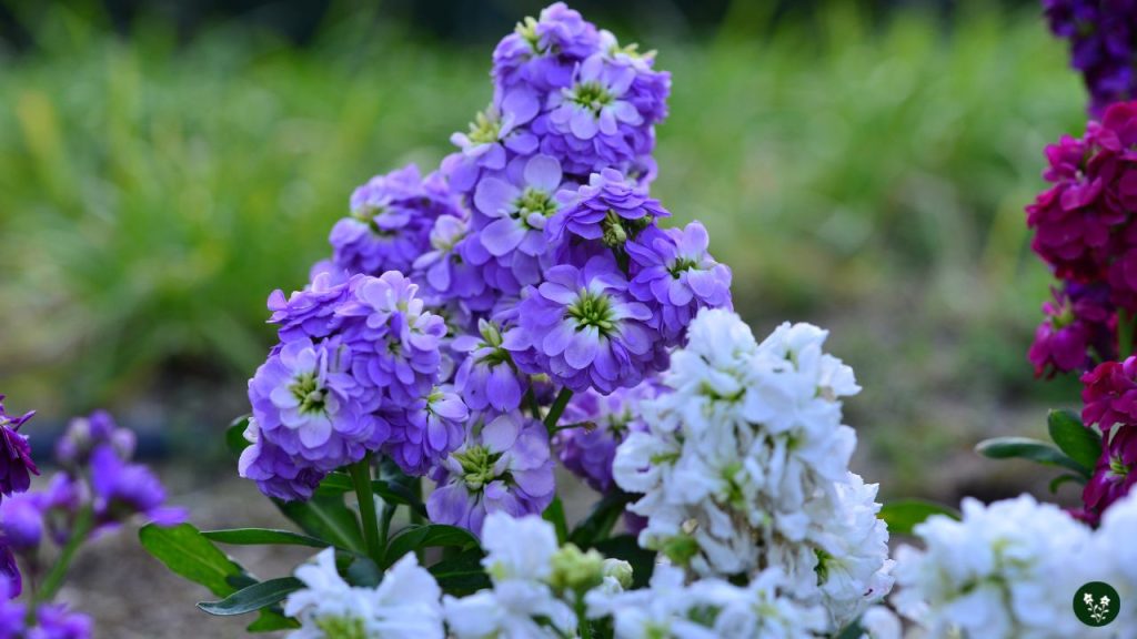 Matthiola incana fragrant flower