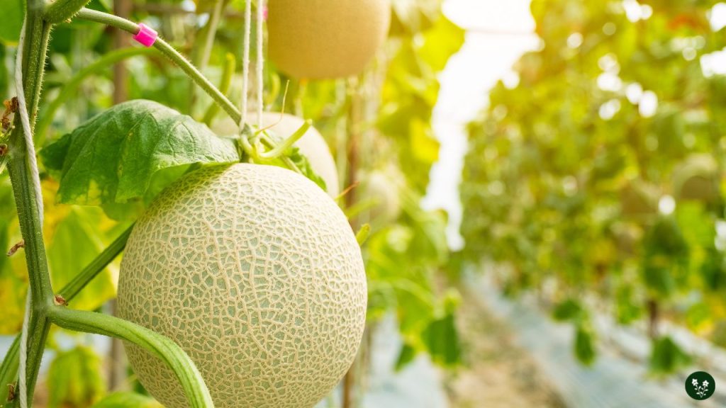 Melon Types and Classification