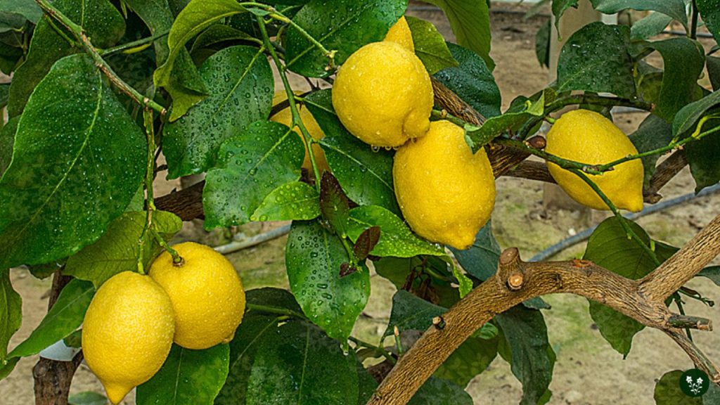 Monachello Lemon