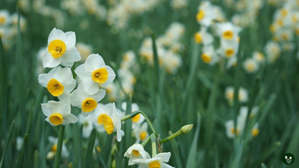 Narcissus spp. chinese flower