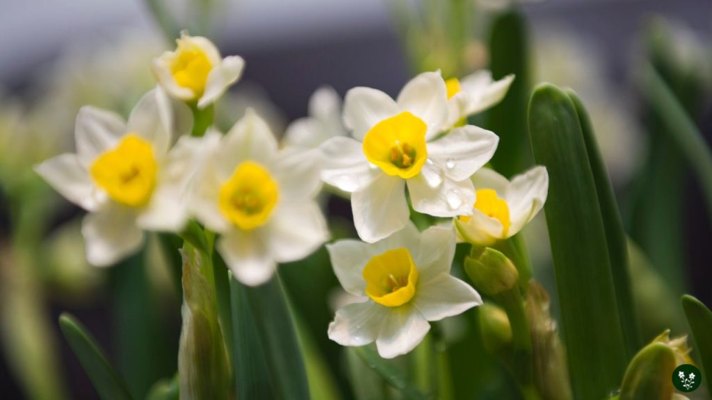 Narcissus tazetta chinese sacred lily