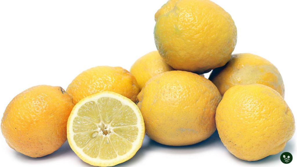 Perrine Lemon