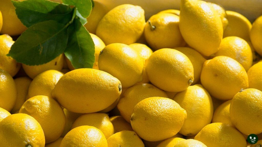 Primofiori Lemon