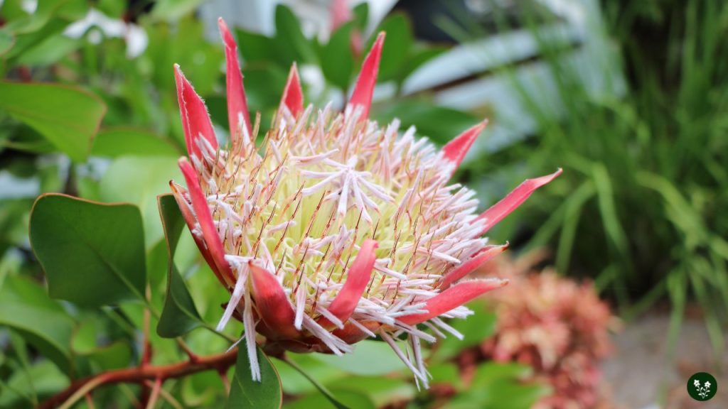 Protea cynaroides african flower