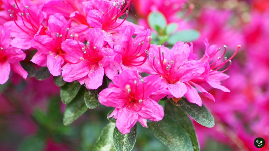 Rhododendron spp. chinese flower