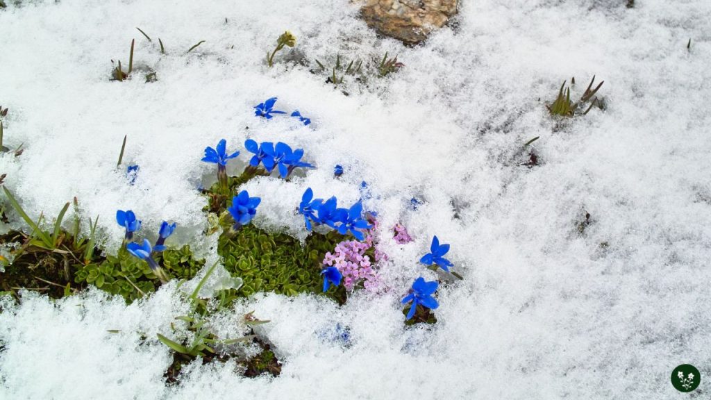 Snow Gentian Mountain Flowers