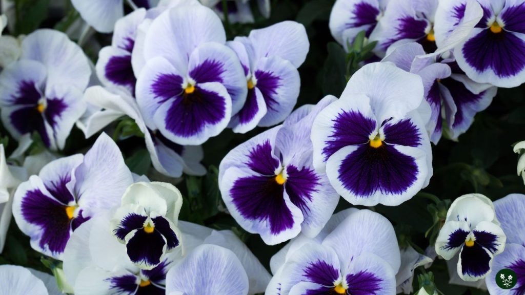 Viola tricolor var. hortensis pansy chinese flower