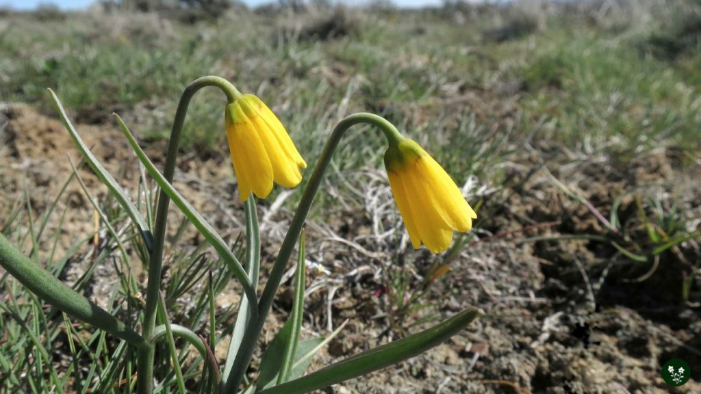 Yellow Bell Fritillaria pudica Mountain Flowers
