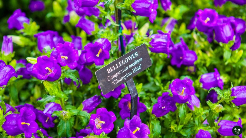 bellflower campanula types of flower