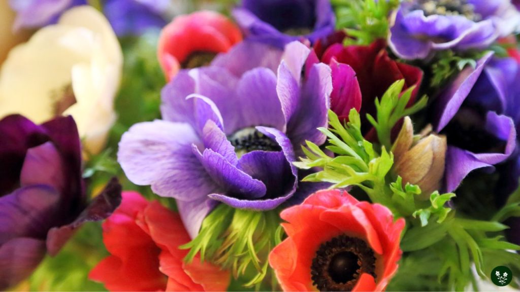 colourful Anemone flower