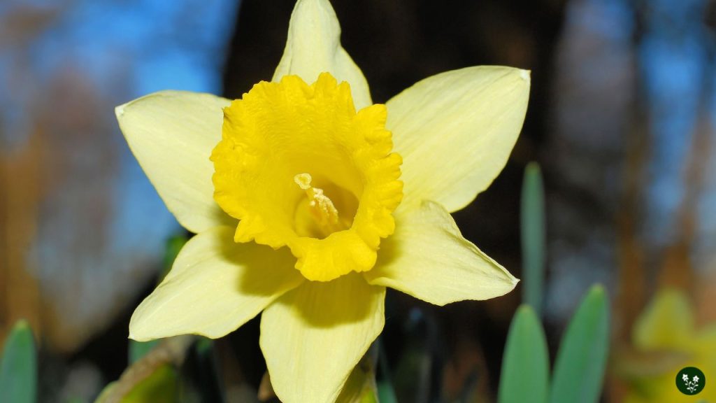 daffodil Narcissus garden home