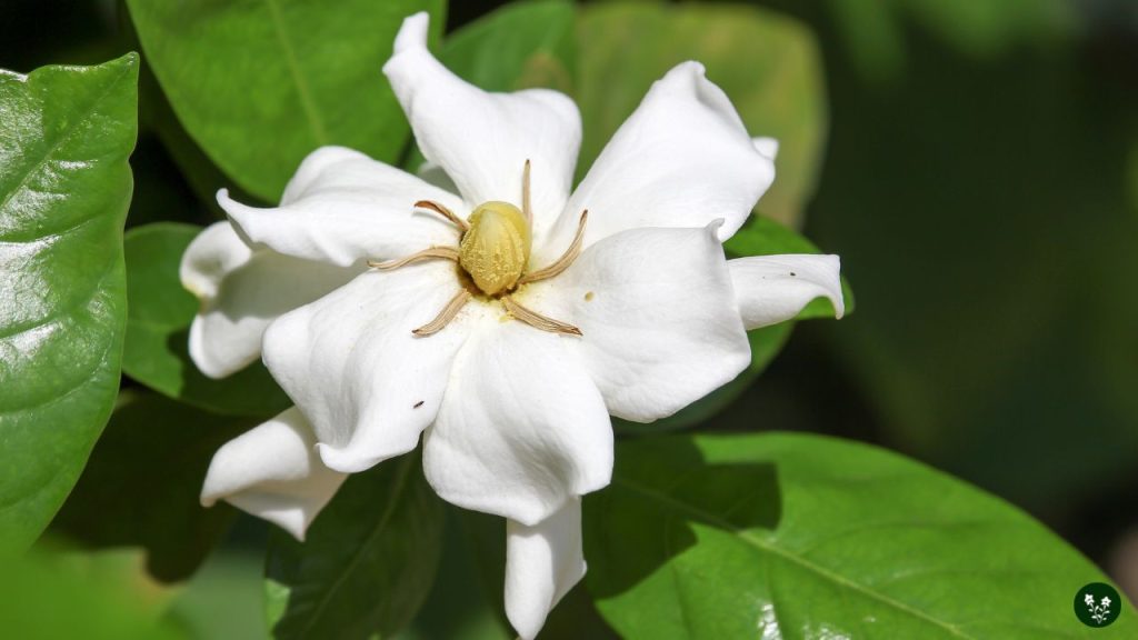 gardenia jasminoides white fragrance flower