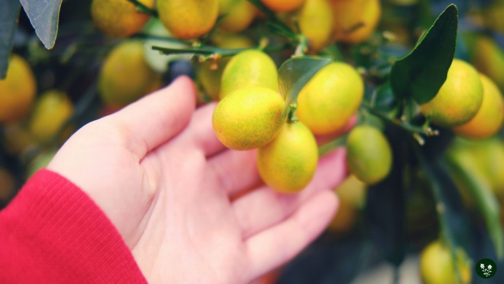 limequat lemon