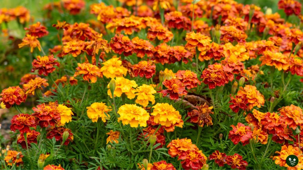 marigold grow at home