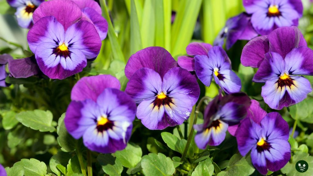 pansy Viola x wittrockiana garden flower
