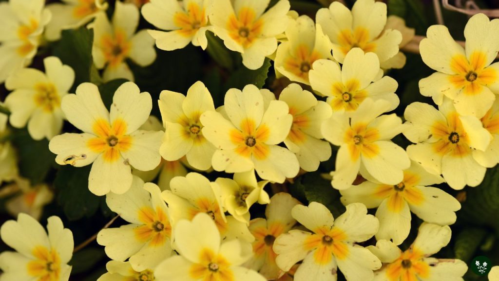 primrose Primula vulgaris flower types