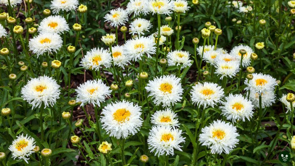 shasta daisy Leucanthemum x superbum flower