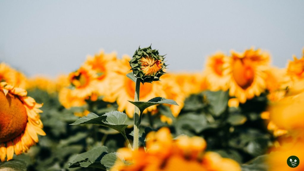 Benefits of Sunflower Companion Plants