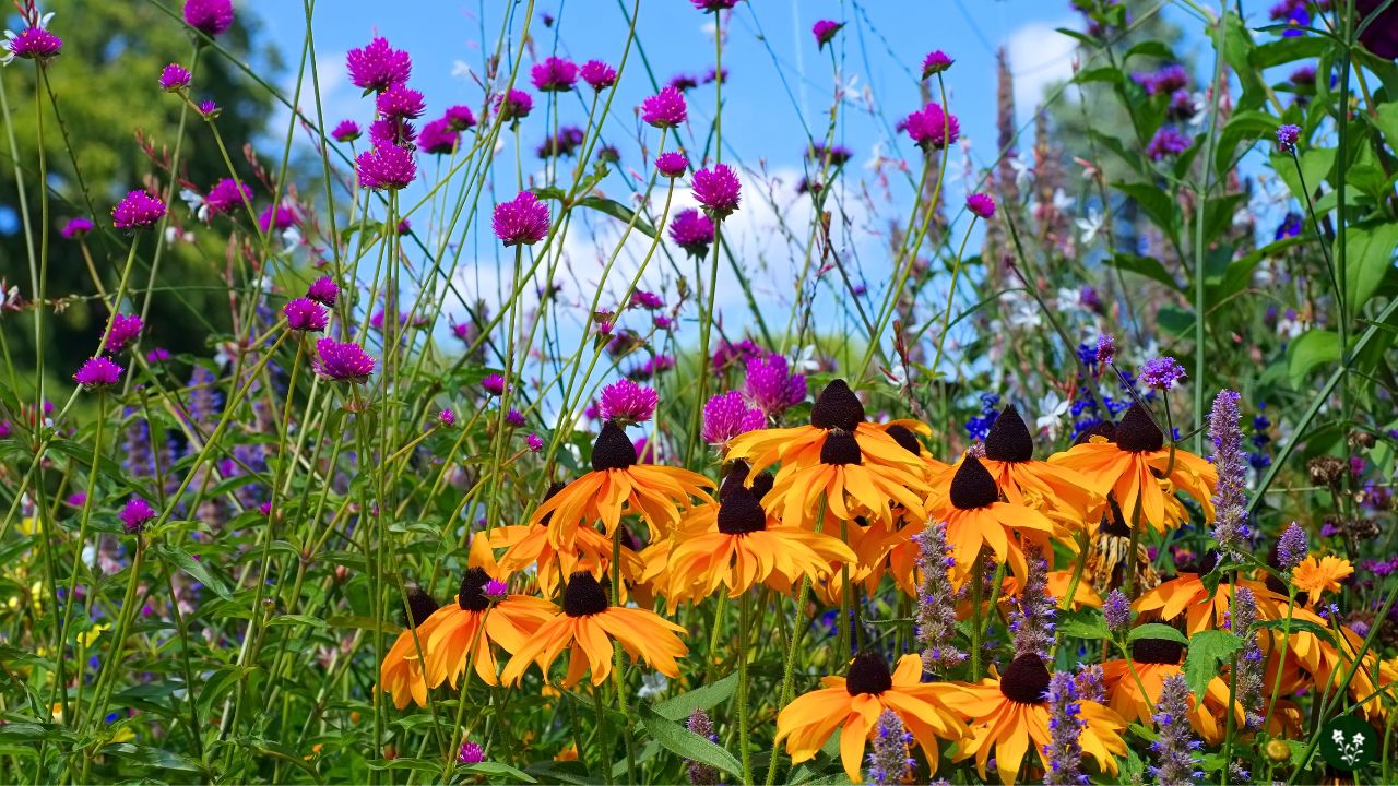 Image of Black-eyed Susan companion plant for purple fountain grass