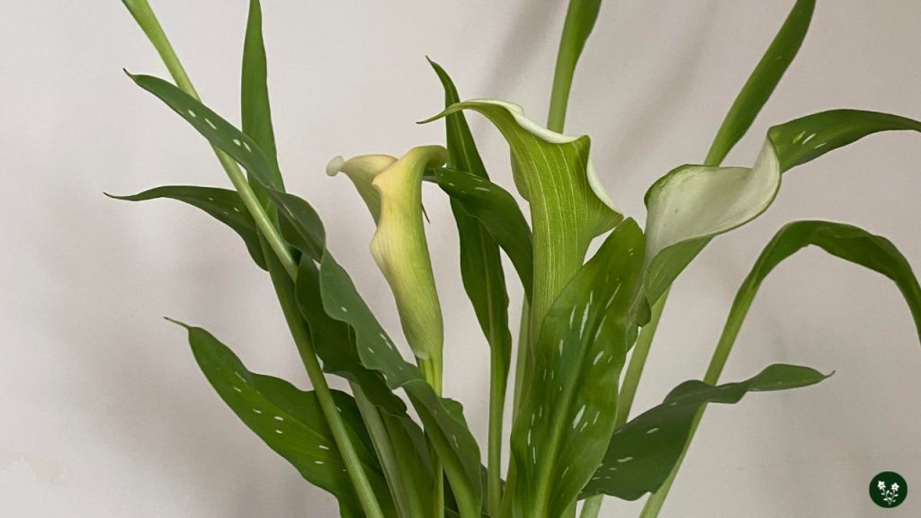 Causes of Yellowing Leaves on Calla Lily