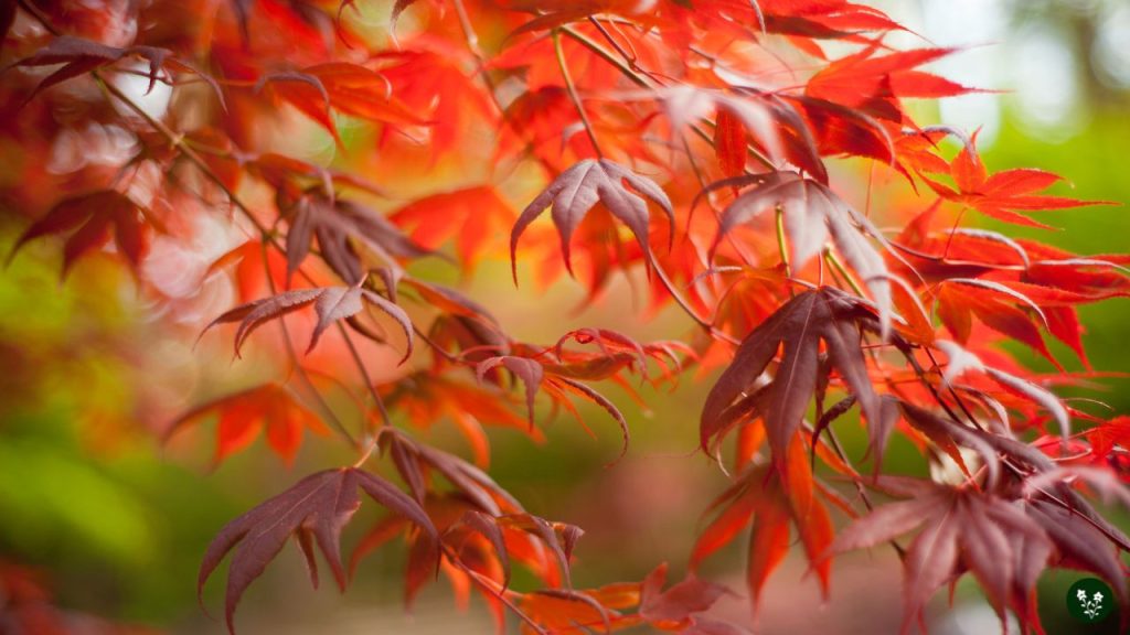 Japanese Maples hydarngea