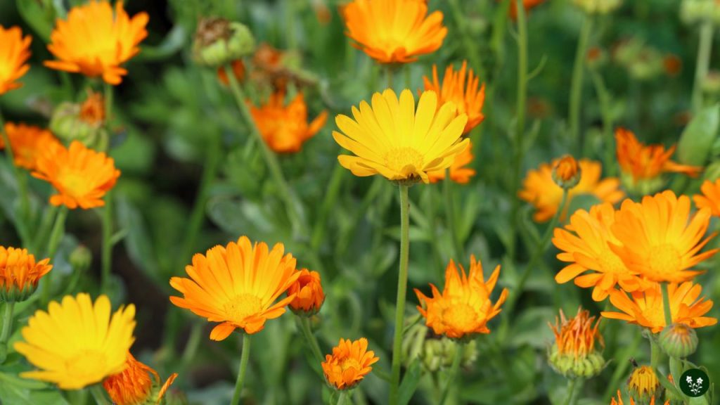Marigolds sunflower companion plants
