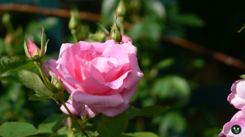 Carefree Beauty Rose