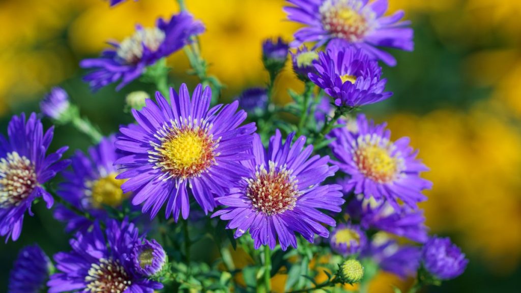 Asters are the go-to for a dahlia