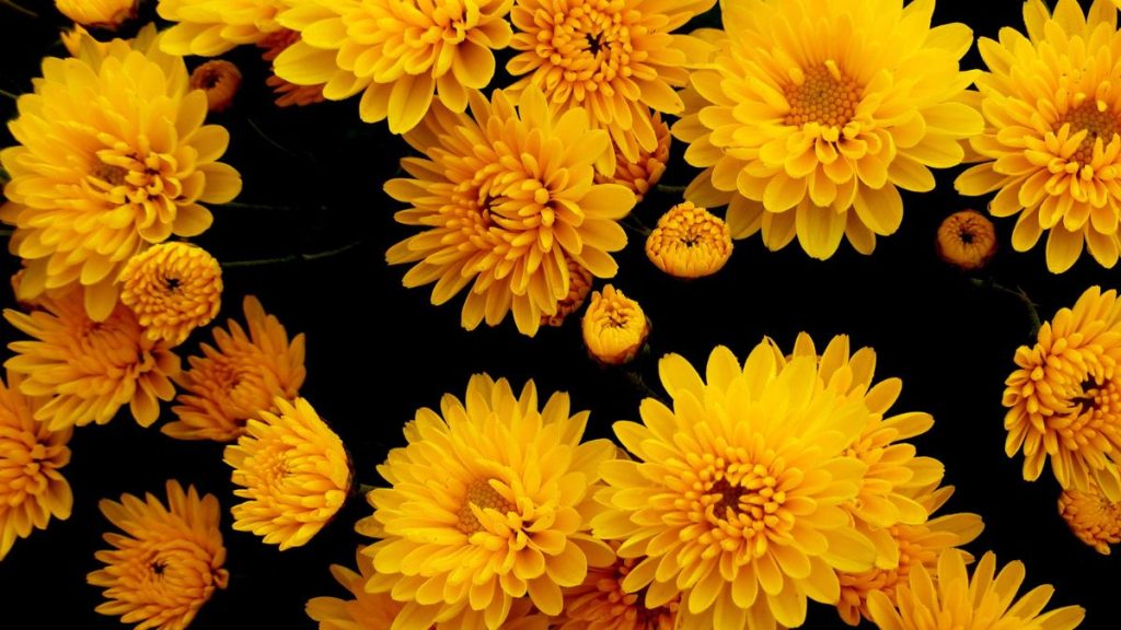 Chrysanthemum' Autumn Glory'